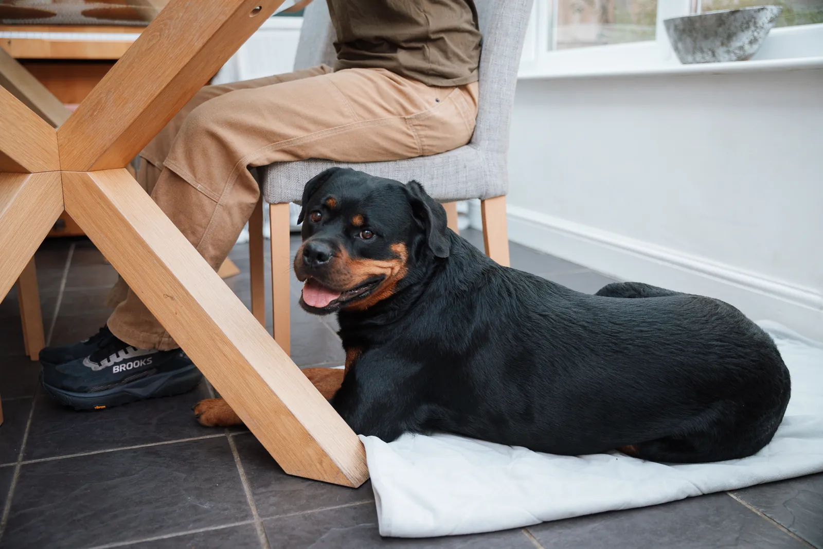 A Rottweiler resting on a mat under the table beside Flurina